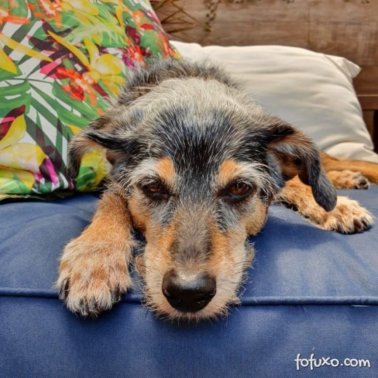 Conheça 4 cachorros famosos do Instagram