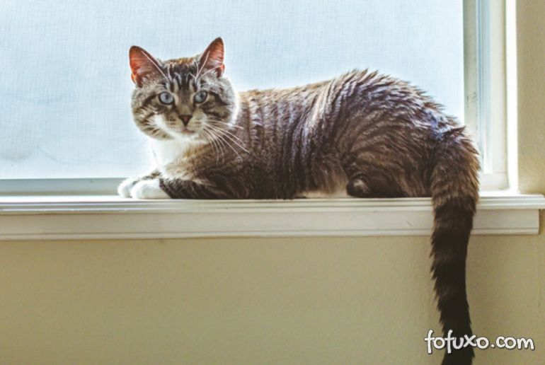 Por que os gatos gostam tanto das janelas?