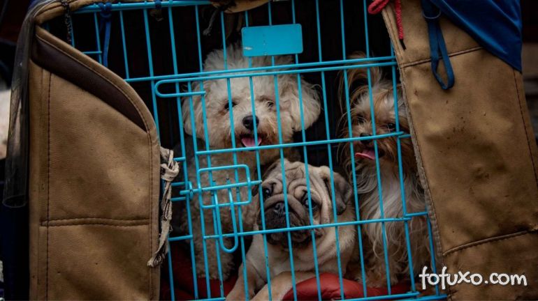 China tira cachorros de lista de animais que podem ser criados para consumo