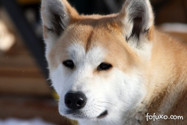 Conheça 4 das raças de cachorros mais antigas do mundo