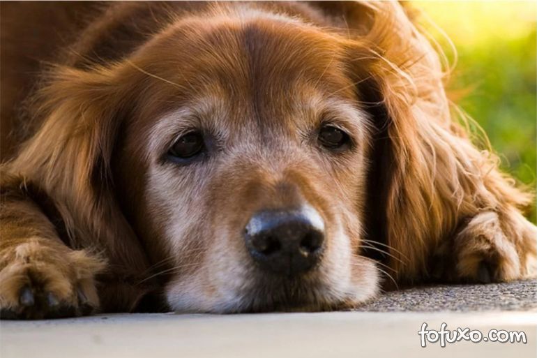 Entenda o que é a Disfunção Cognitiva de Alzheimer em cães