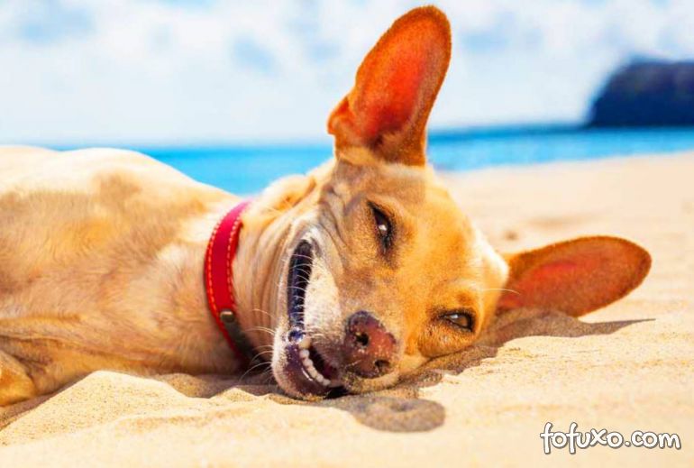 Pesquisa encontra as raças de cães amis sofrem no calor