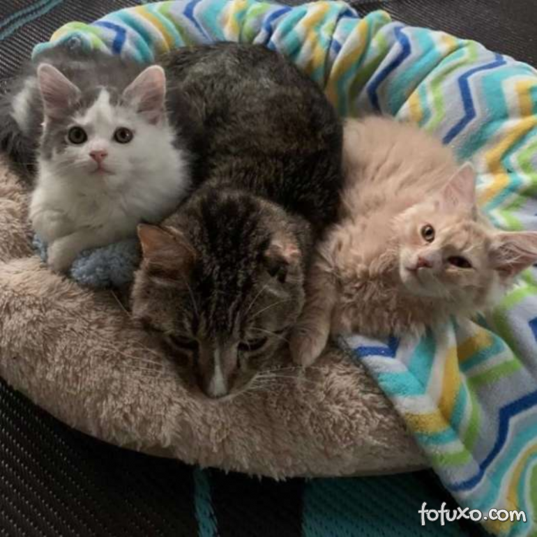 Gatinho resgatado passa a cuidar de outros gatinhos abandonados