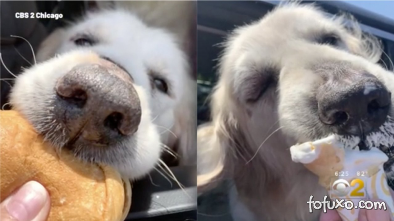 Cachorro com câncer tem desfecho “feliz” depois de ser abandonado em estacionamento