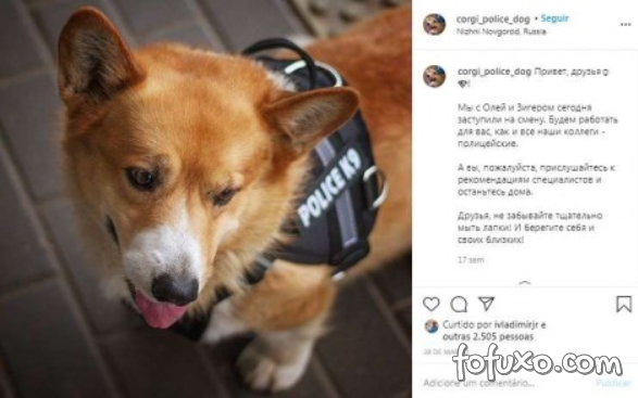 Cachorro Corgi ganha aposentadoria depois de 7 anos como policial na Rússia