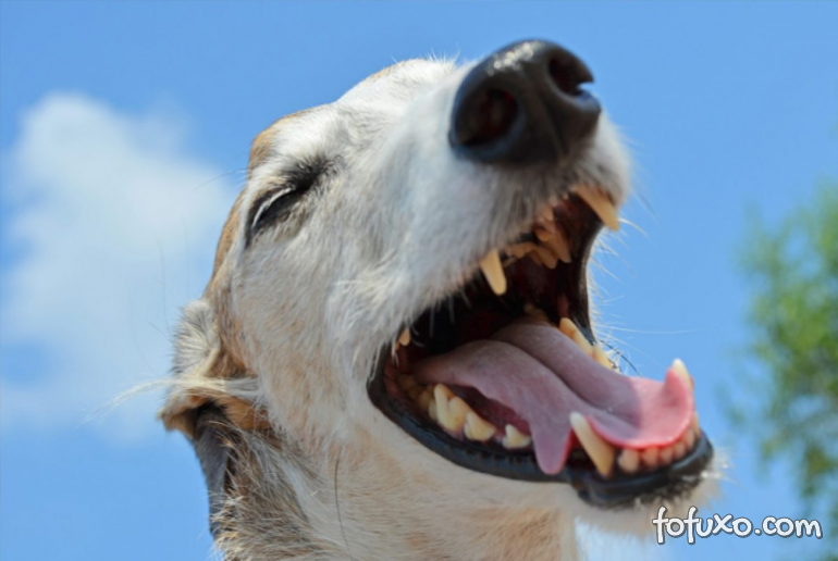 Troca de dentes: confira dicas essenciais para ajudar o seu cão