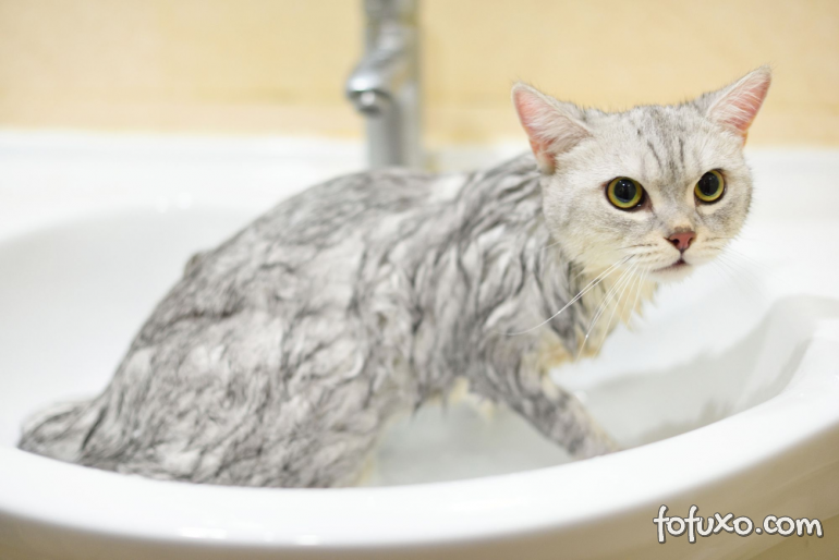 Confira algumas dicas para ajudar na higiene de gatos que não conseguem se limpar