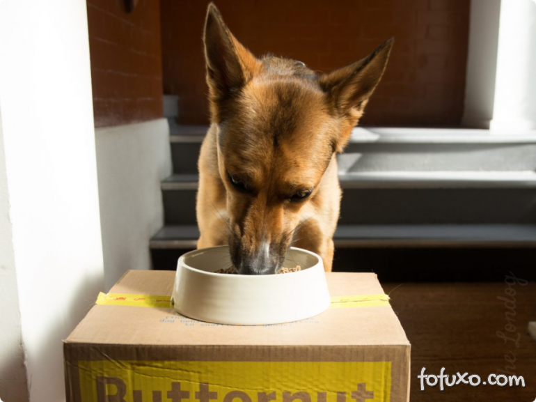 Confira algumas dicas para fazer seu cachorro comer mais devagar