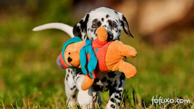Brinquedos: pode dar pelúcia para os cães?