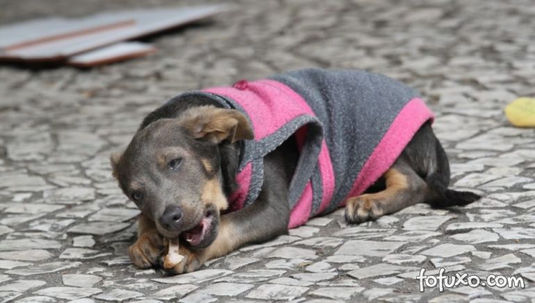 Brasil registra primeiros casos de coronavírus em cachorros