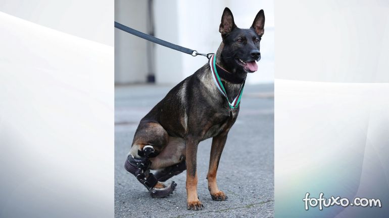 Cachorro com prótese nas patas ganha medalha britânica