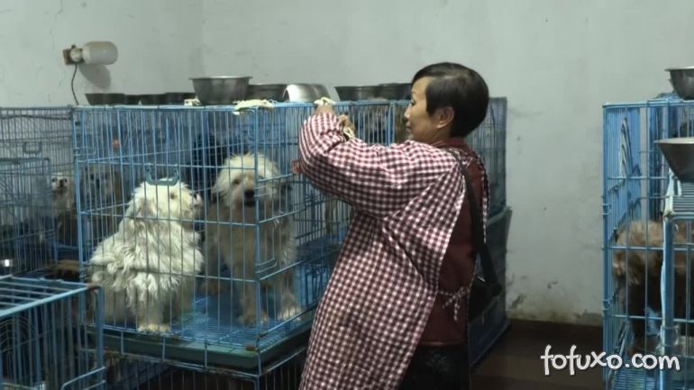 Aposentada Chinesa vive com 1.300 cães na sua casa