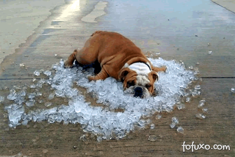5 dicas para refrescar seu cachorro em dias quentes