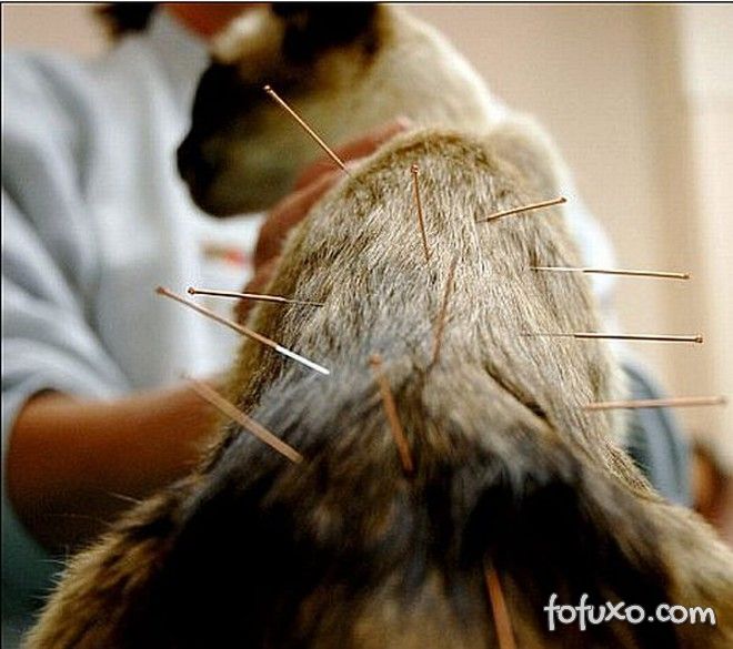 Confira os benefícios da acupuntura para o seu pet