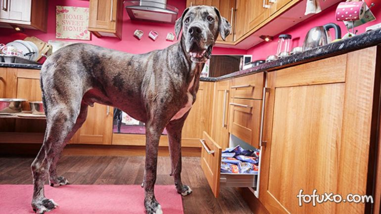 Morre cão considerado mais alto do mundo