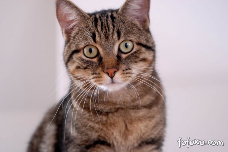 4 mitos sobre os gatos que ainda povoam o imaginário das pessoas
