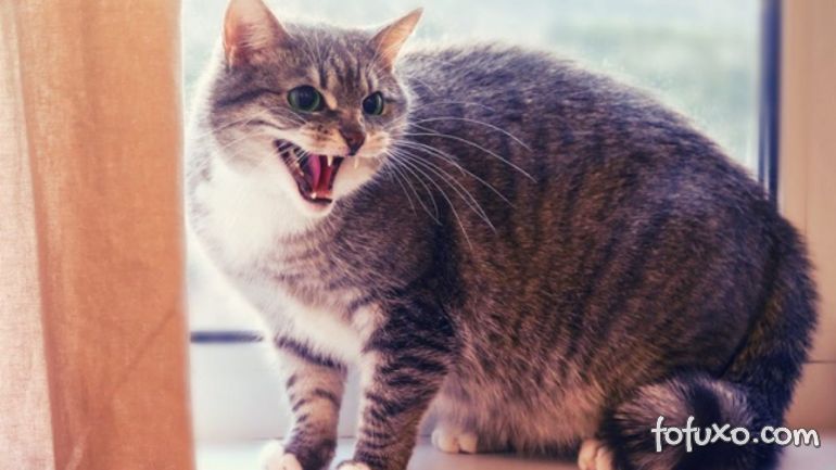 Confira algumas coisas que os gatos odeiam nos humanos