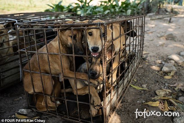 Cães são resgatados de jaulas no Camboja
