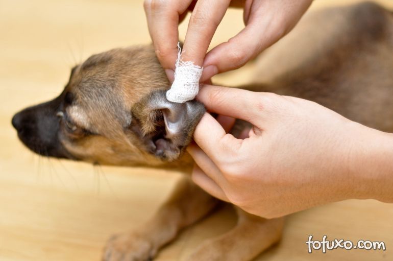 Saiba como identificar e tratar a “sarna de ouvido” do seu cão