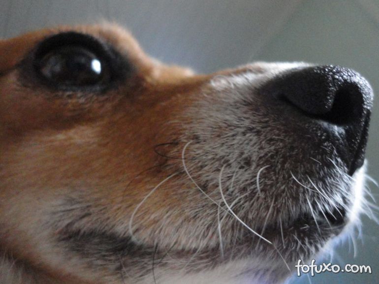 Confira algumas curiosidades sobre o bigode do cachorro