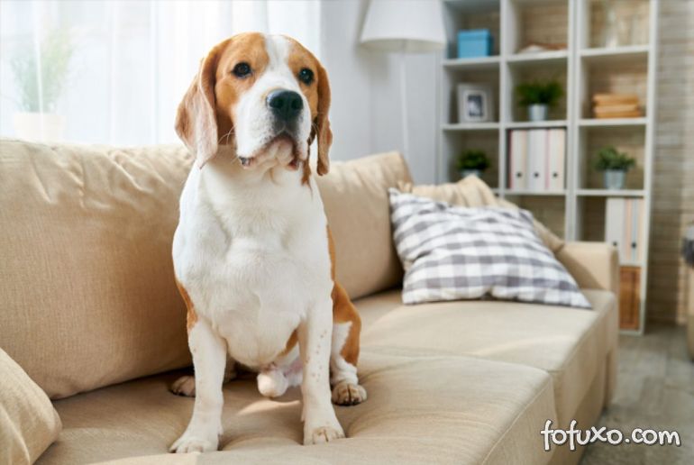 Cachorro dentro de apartamento: Confira dicas para manter a casa limpa