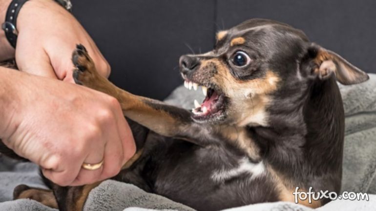 Estudo afirma que cães pequenos são mais agressivos que os grandes