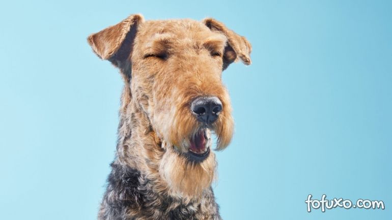 5 possíveis causas dos espirros em cachorros