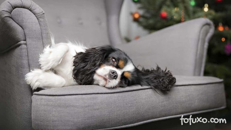 Por que os cães adoram “roubar” o local dos humanos no sofá