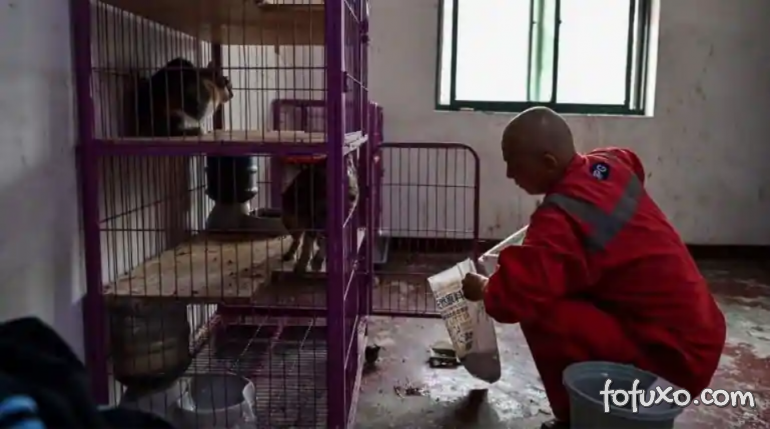 Monge chinês resgata mais de 8 mil cachorros das ruas