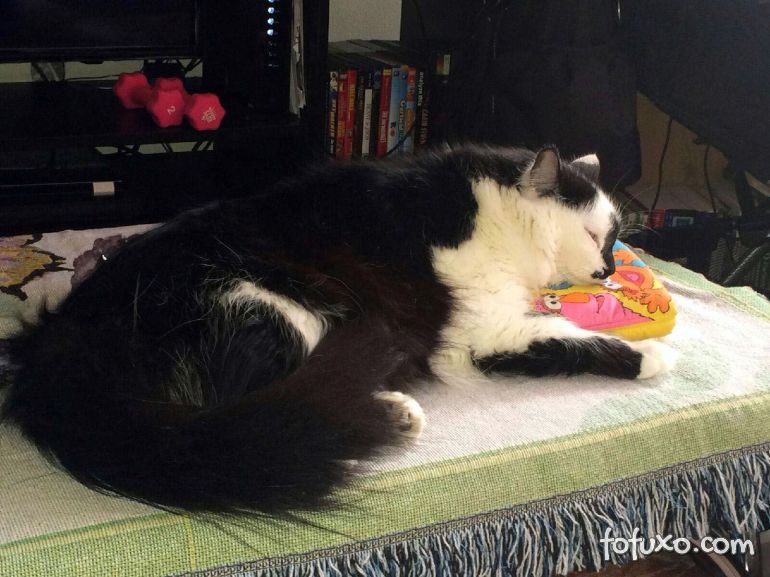  Conheça a história do gato Lux, que se tornou notícia por surto agressivo