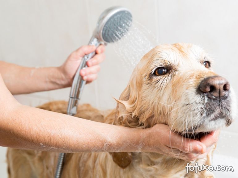 Confira algumas dicas para dar banho no seu cachorro durante o inverno