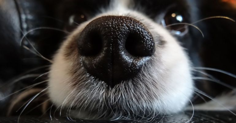 5 cheiros que os cachorros não gostam