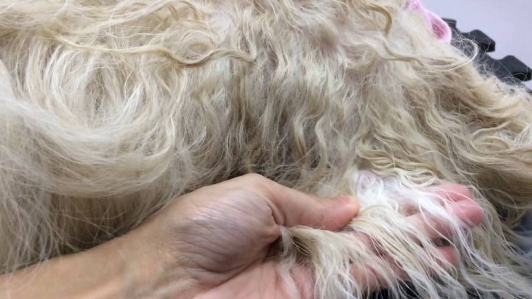 Confira algumas dicas para evitar que os pelos do cão fiquem embolados