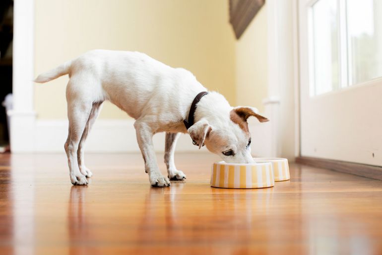 Confira alguns possíveis motivos para seu cachorro comer mais ou menos