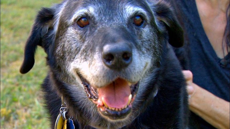 Cães idosos e cegos confira algumas dicas de como cuidar dos pets