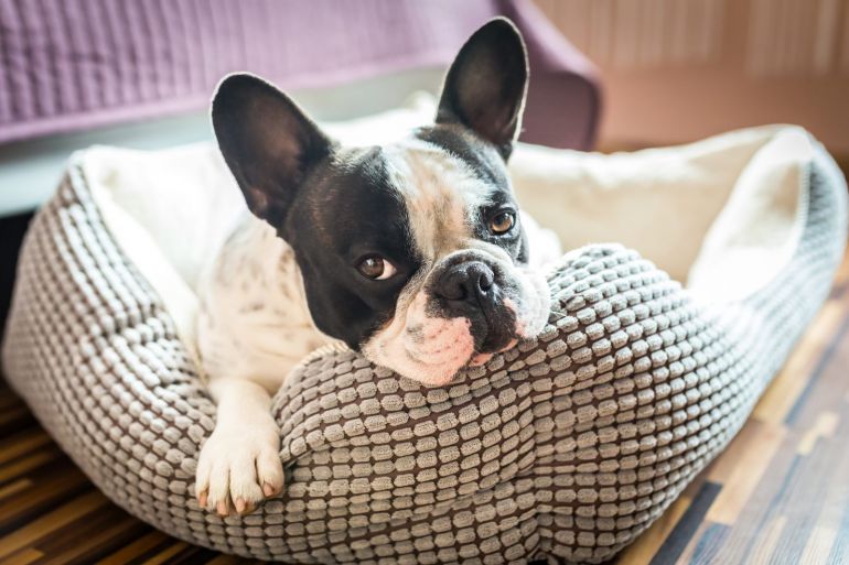 6 benefícios das camas de cachorros para pets e tutores