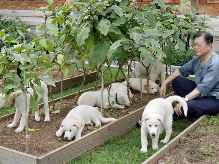 Presidente da Coreia do Sul sugere vetar consumo de carne de cachorro no país
