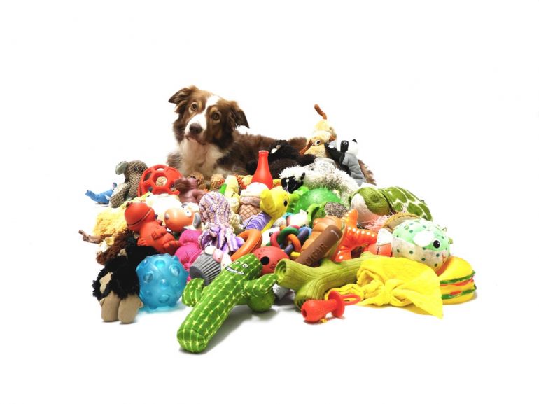 Cachorros “gênios” conseguem aprender nome de mais de cem brinquedos