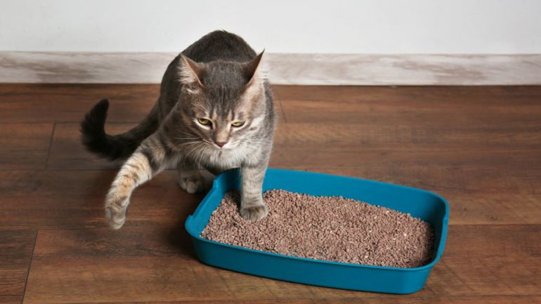Confira dicas para limpar melhor a caixa de areia do gato