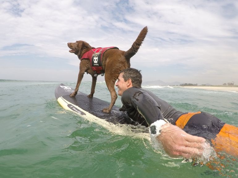 Cachorro surfista se consagra campeão 