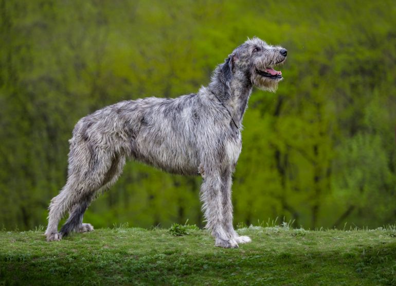 5 raças de cachorros que são magros por natureza