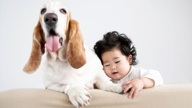 Cachorros e novos bebês