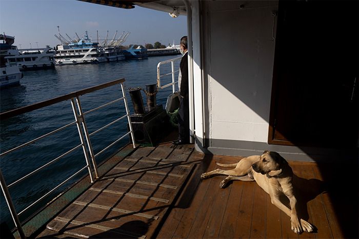 Cachorro fica famoso em Istambul por andar de ônibus sozinho