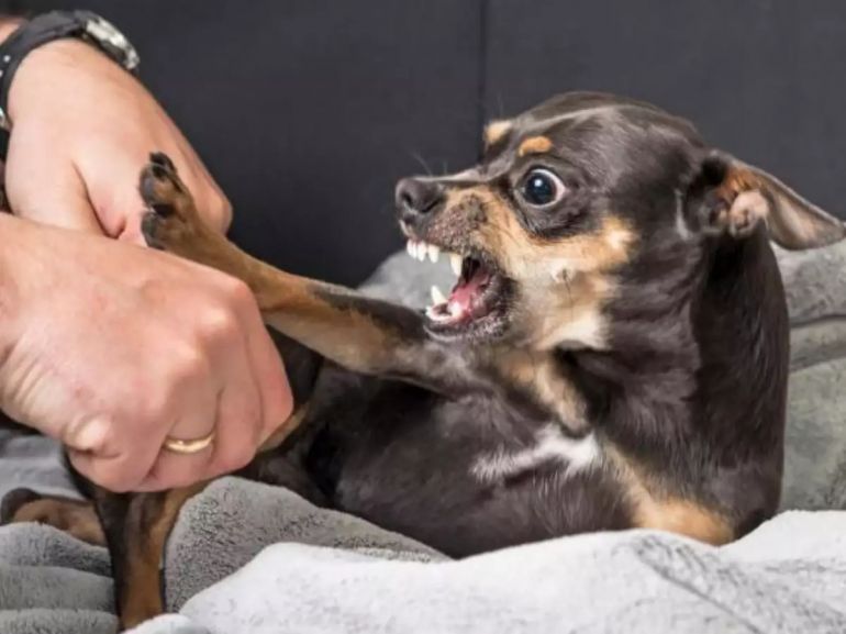 5 possíveis significados do rosnado dos seus cães