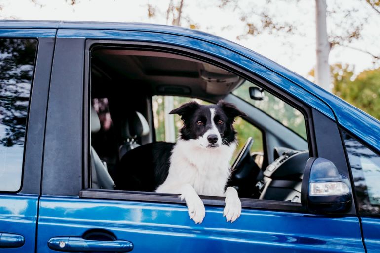 O que fazer quando o cachorro enjoa no carro?