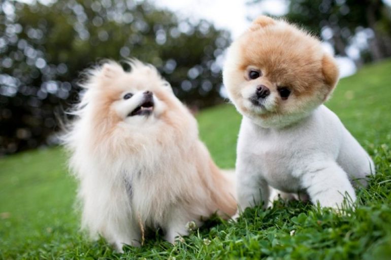 Conheça as raças dos 4 cachorros mais caros do mundo