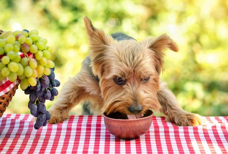 Posso dar uvas para o meu cachorro?
