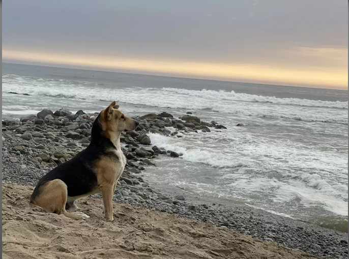 Cachorro olha para o mar diariamente esperando retorno de tutor