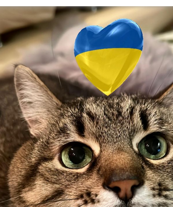 Gato Influencer e tutora conseguem sair da Ucrânia