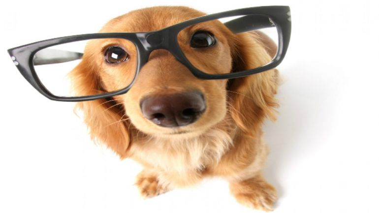 Cachorro pode ter miopia?